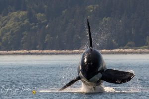 101855934_3181009645253668_2412031535826862080_o