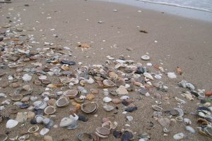 1200px-Conchiglie_Seashells_01