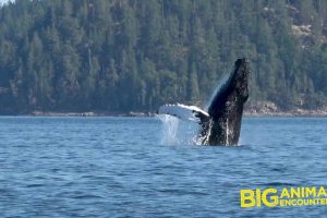 70295973_2462565970690979_6920196090662748160_o