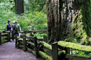 PQB-Attractions-Image-Sponsorship-Cathedral-Grove_af512fced1a346f80d06df3e00b1acfd