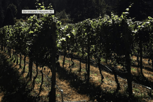 Screen Shot 2020-07-27 at 12.23.15 PM