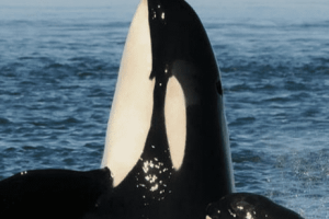 Screen Shot 2020-07-30 at 3.45.59 PM