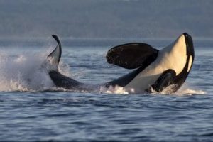 Sidney-Whale-Watching-Cover-1.e6f68c32485039c8d4f42c6e7ad74f96