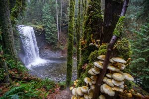 Vancouver-Island_Nanaimo_Ammonite-Falls_Chris-Istace-05813