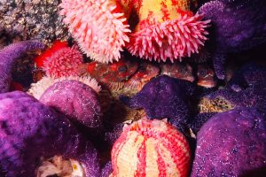 slider-new-fish-01-bg